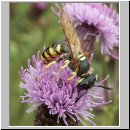 Philanthus triangulum - Bienenwolf m03.jpg